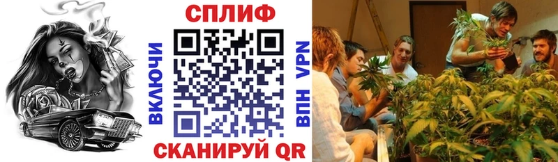 как найти Ростов Канабис сатива